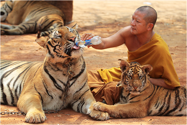 Tiger Temple - Kanchanaburi, Thailand